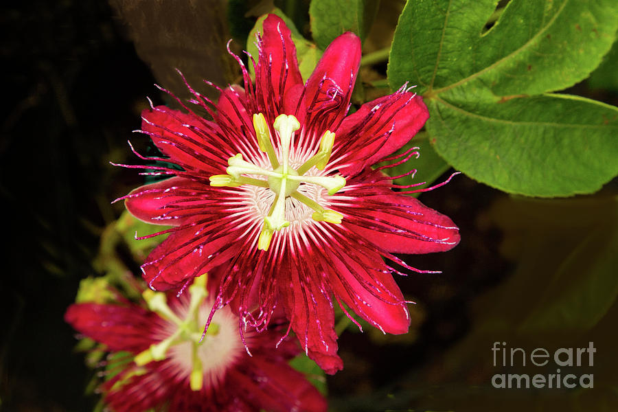 Passiflora Pair Photograph by Marilyn Cornwell