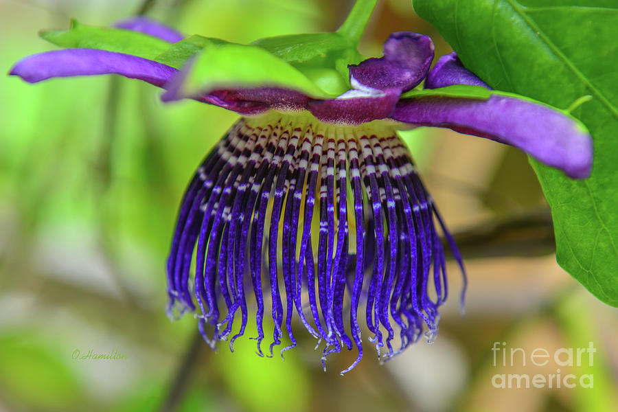 Passiflora Purple Tiger Photograph by Olga Hamilton