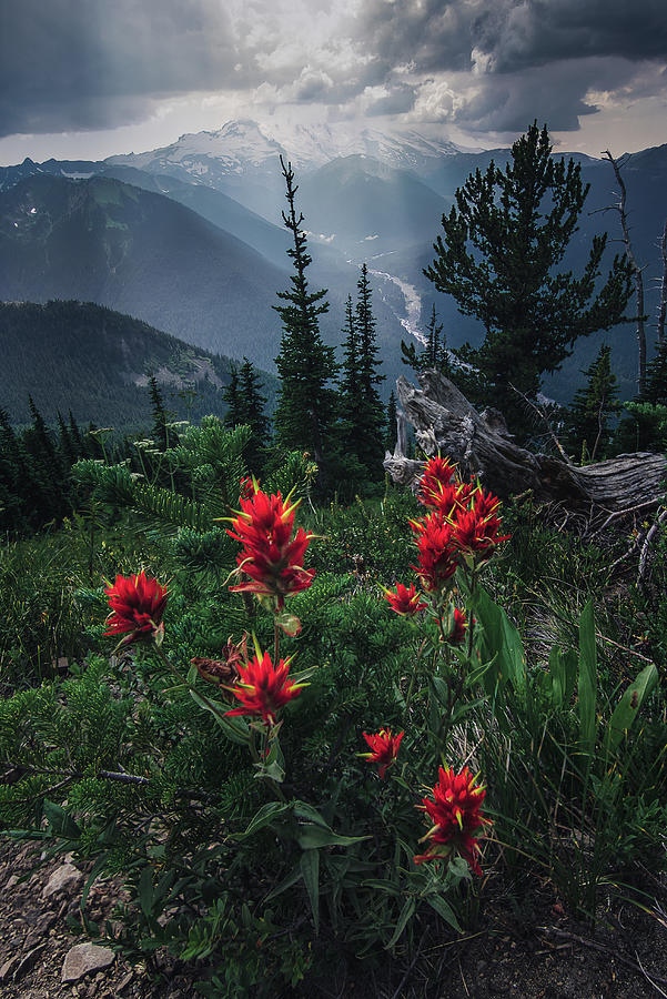 Flower Photograph - Passing Storm Over Mount Rainer by Trevor Parker