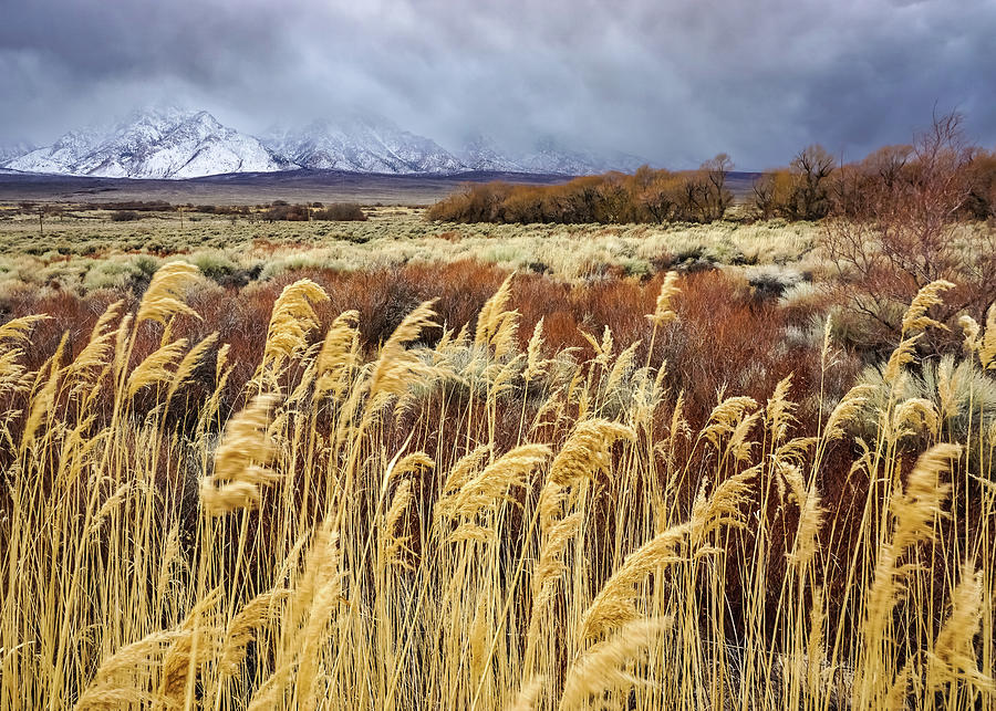 Passing Storm Owens Valley Photograph by Brett Harvey