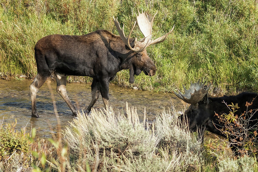 Passing the Younger Bull Moose Photograph by Belinda Greb