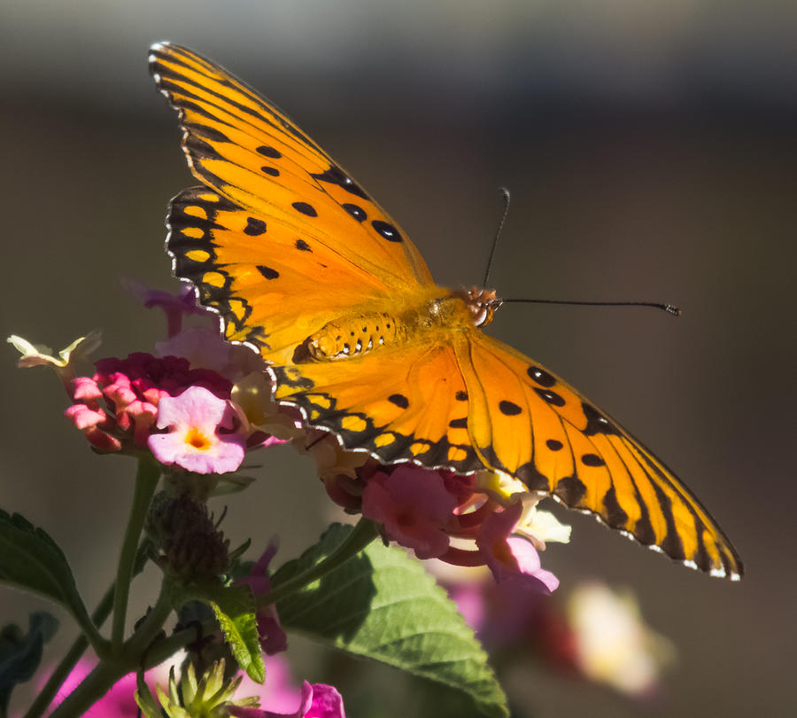 Passion Butterfly Photograph by Karen Wiles