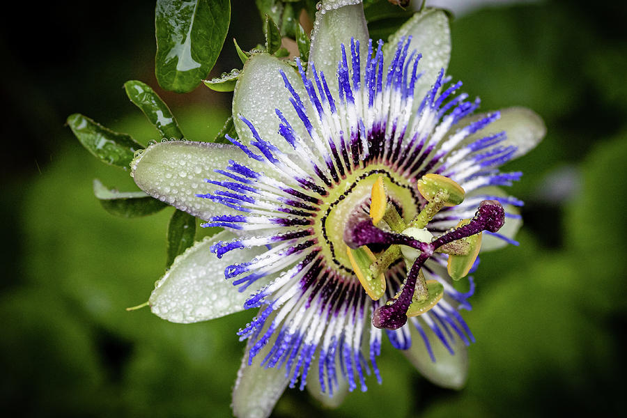 Passion Flower 3 Photograph by Shirley Mitchell