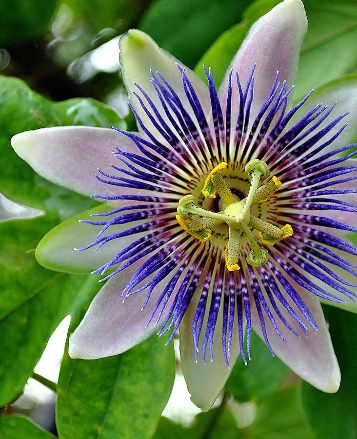 Passion Flower A Photograph by John Hintz
