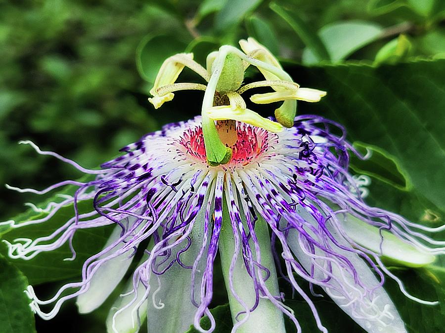 Passion Flower Photograph by Ally White