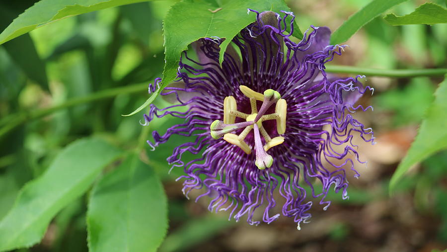 Passion Flower Photograph by Amy Curtis