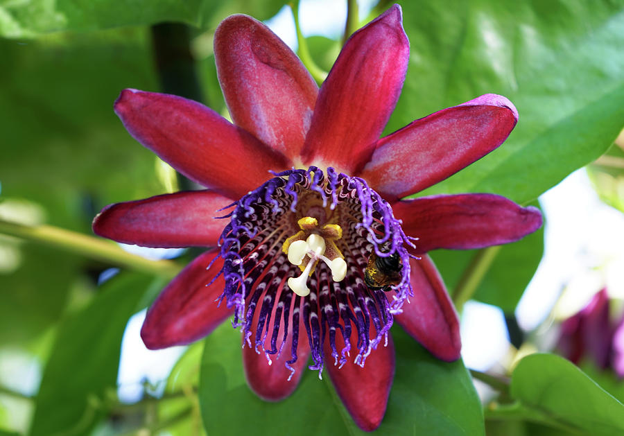 Passion Flower Photograph by Amy Sorvillo
