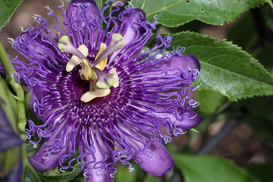Passion Flower- An Aerial Look Photograph by Mingming Jiang