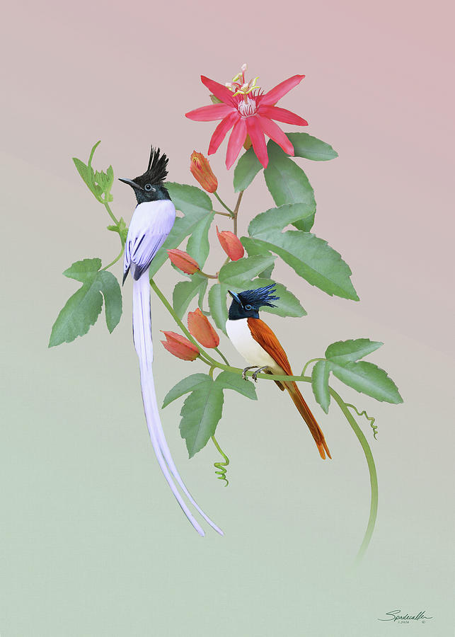  Passion Flower and Flycatchers Digital Art by M Spadecaller