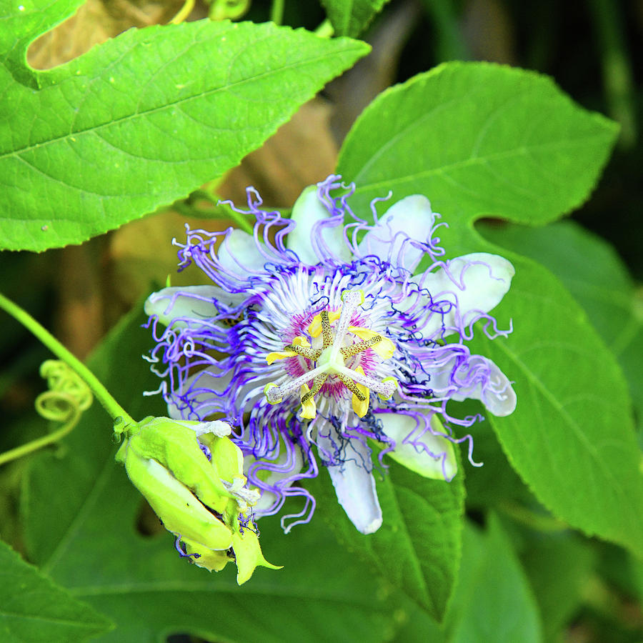 Passion Flower Bloom Photograph