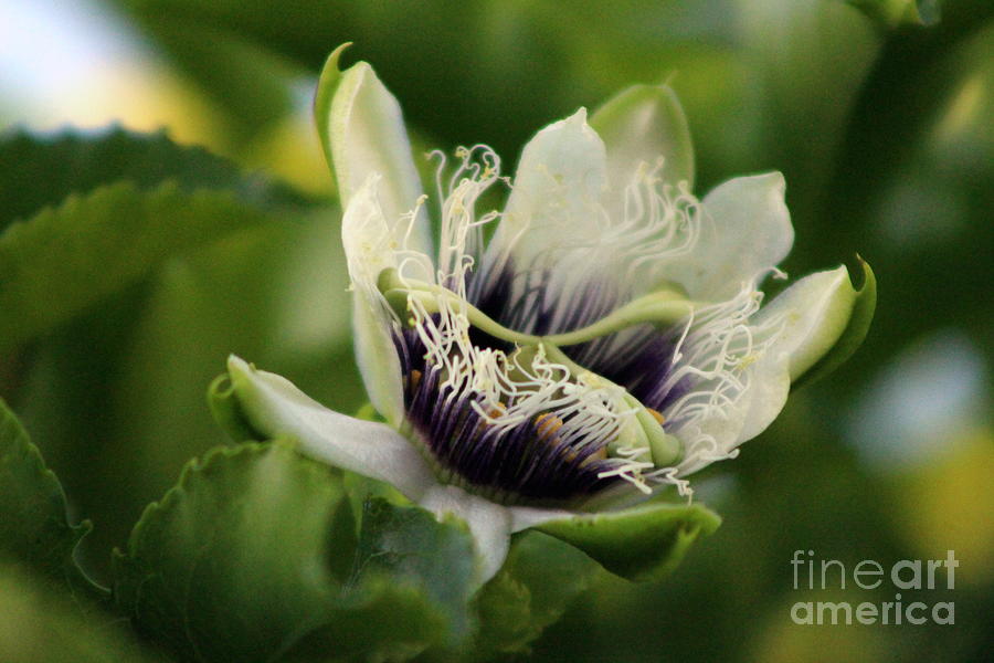 Passion Flower Budding Closeup Photograph by Colleen Cornelius