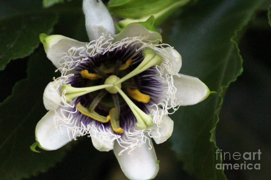 Passion Flower Closeup 2 Photograph by Colleen Cornelius