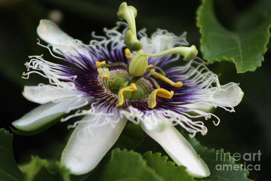 Passion Flower Closeup 3 Photograph by Colleen Cornelius