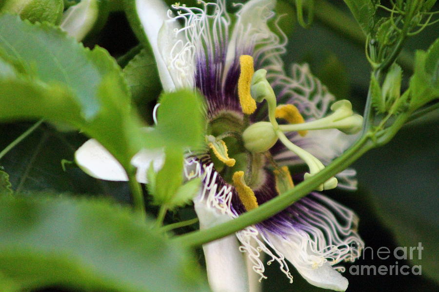 Passion Flower Closeup Photograph by Colleen Cornelius