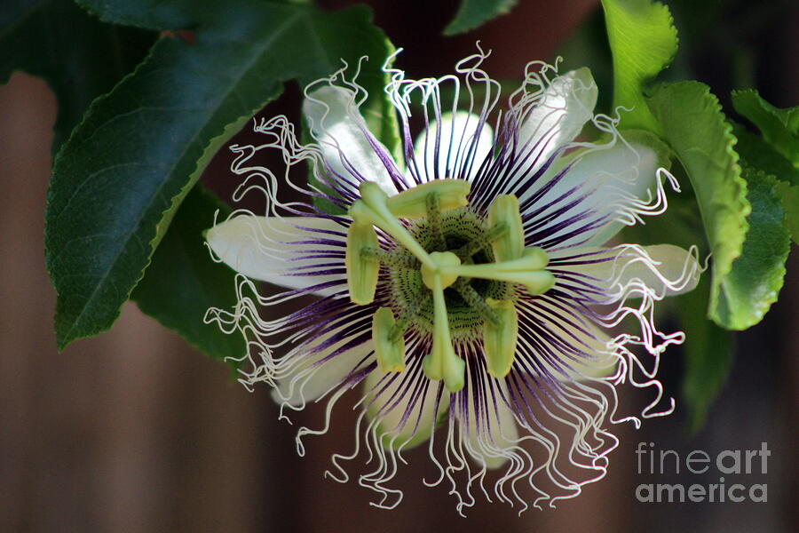 Passion Flower Photograph by Colleen Cornelius