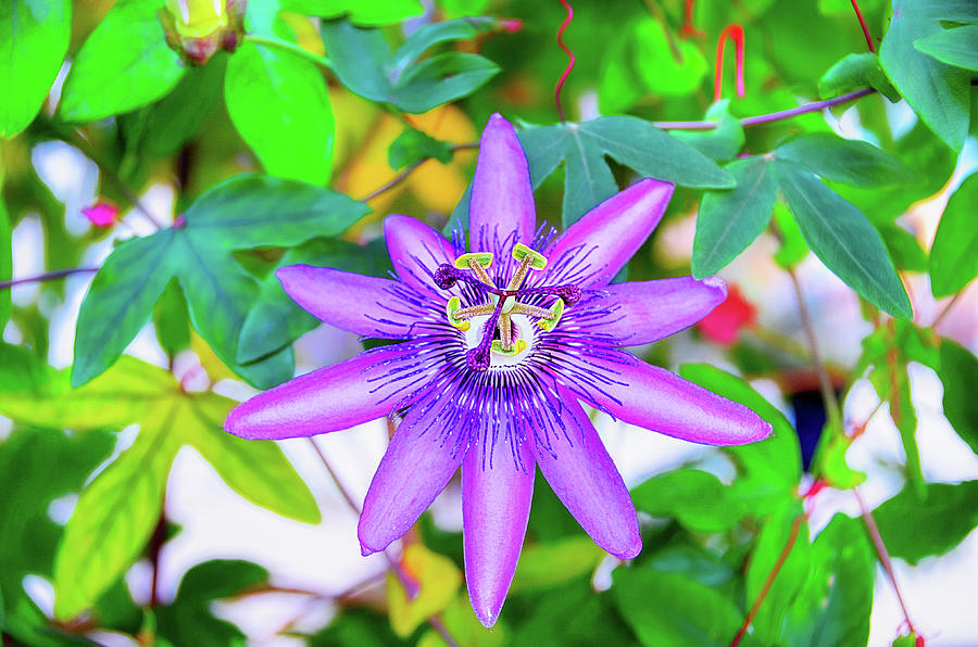 Passion Flower Photograph by David Lawson