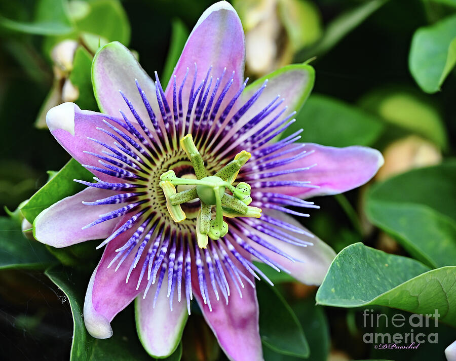 Passion Flower Photograph by Debby Pueschel