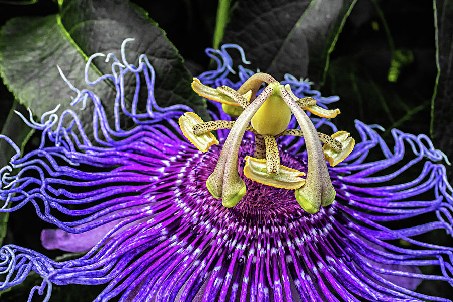 Passion Flower Photograph by Dennis Dugan
