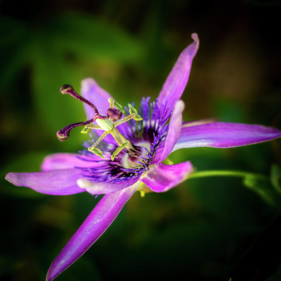 Passion Flower Photograph by Donald Pash
