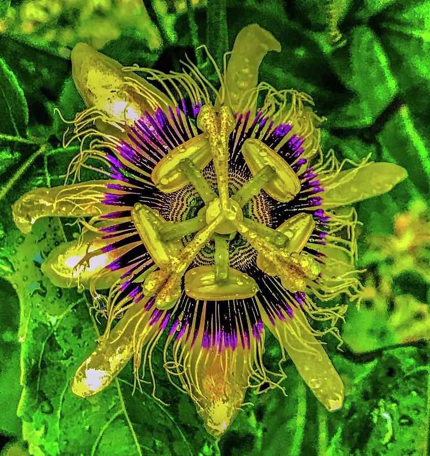 Passion Flower Electrique Photograph by Joalene Young