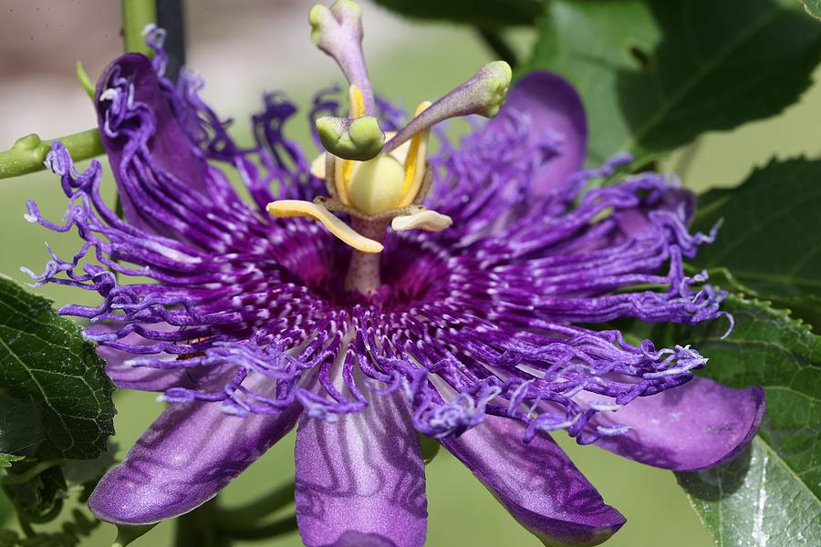 Passion Flower - An Eye-Level Look Photograph by Mingming Jiang
