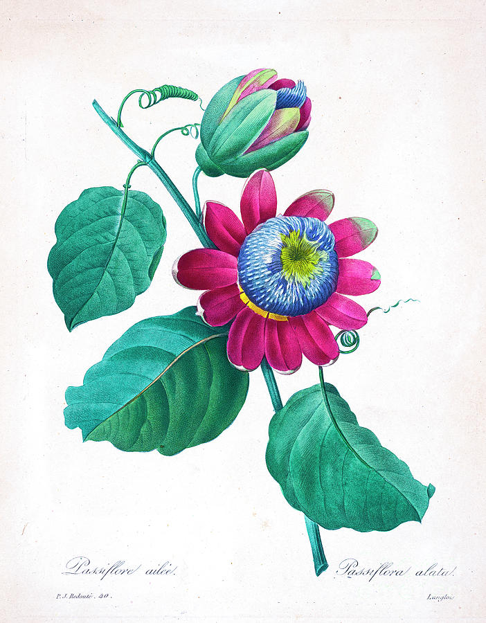 passion flower drawing