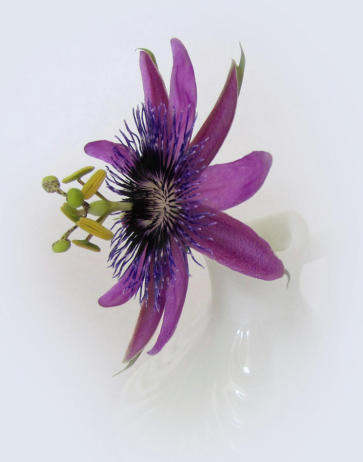 Passion Flower in White Vase Photograph by David and Carol Kelly