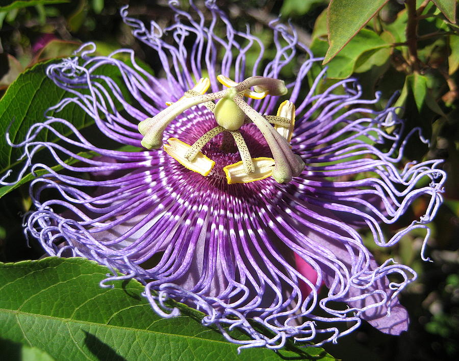 Passion Flower Photograph by Jindra Noewi