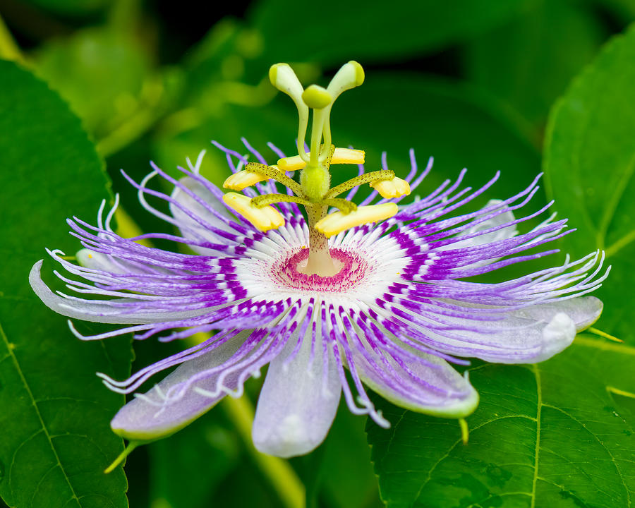 Passion Flower Photograph by Larry Maras Passion Flower Photograph by Larry Maras