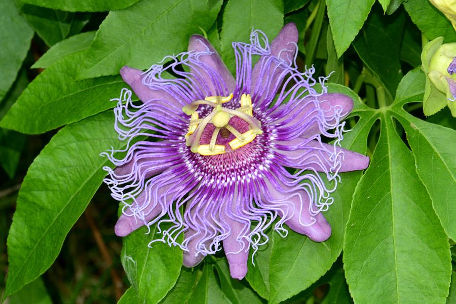 Passion Flower Photograph by Mack Womack - Fine Art America