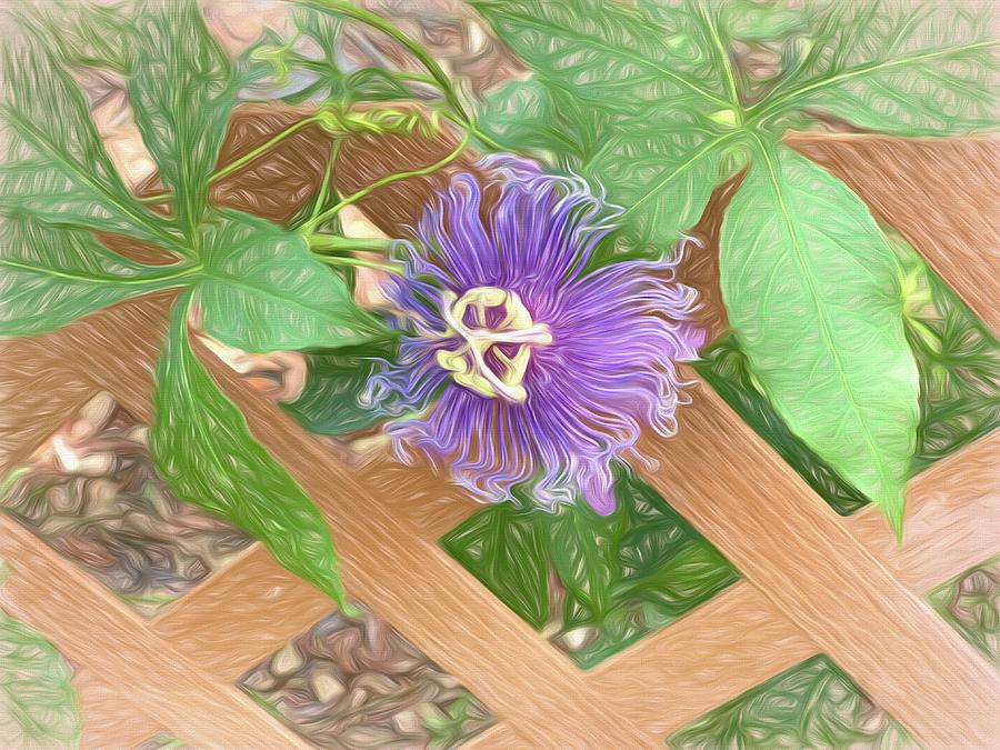 Passion Flower On Fence Photograph