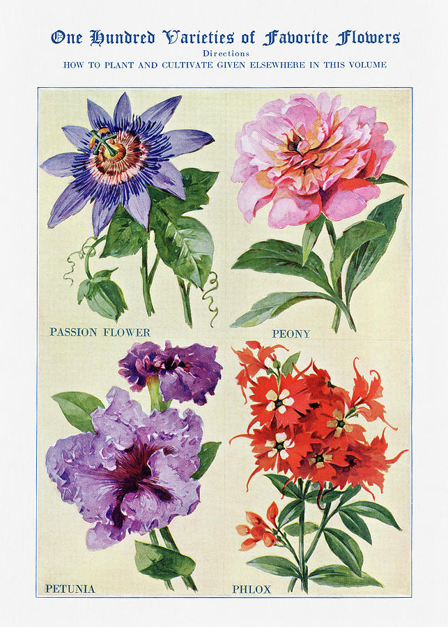 passion flower, peony, petunia, phlox - Vintage Flower Illustration - The Open Door to Independence Digital Art by Studio Grafiikka