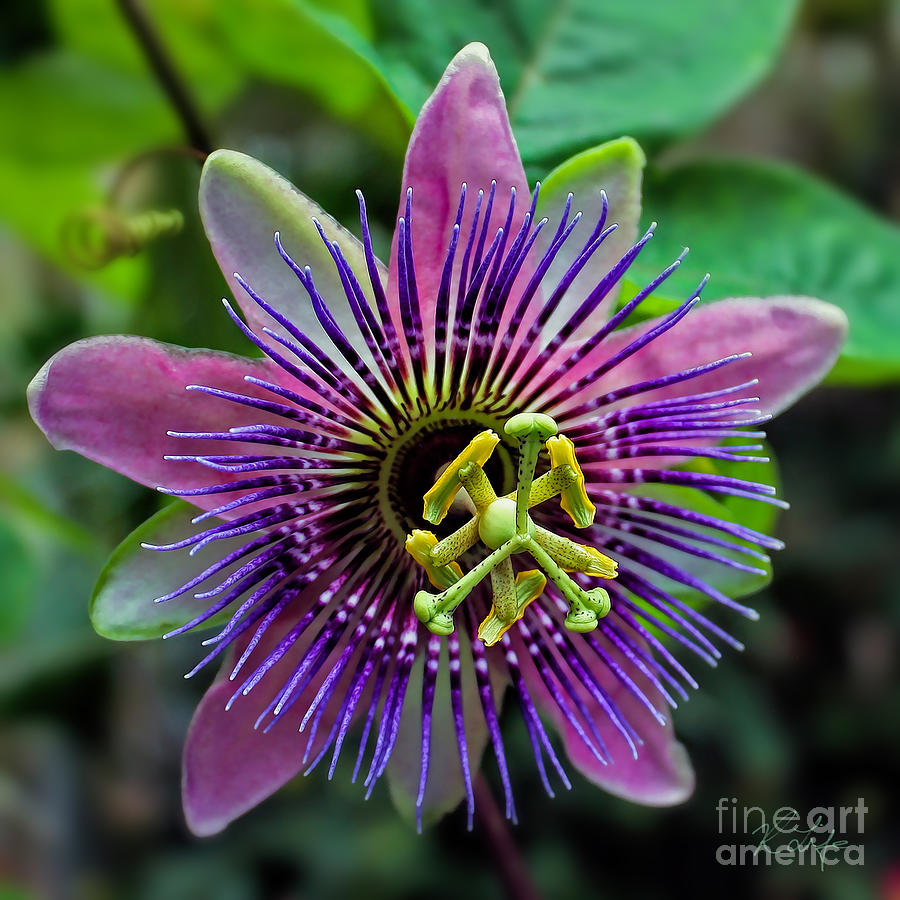 Flower Photograph - Passion Flower by Rosanna Life
