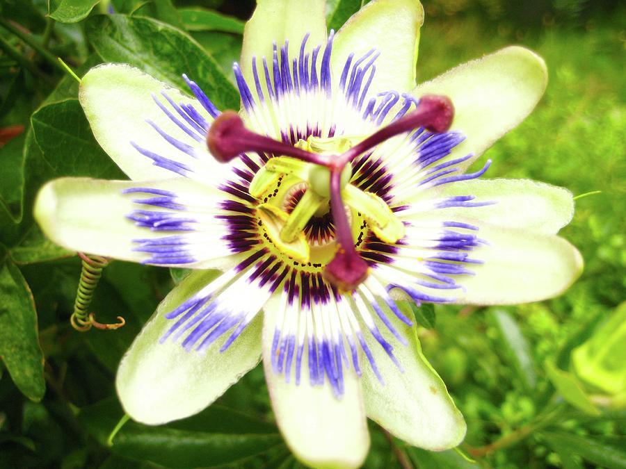 Passion Flower Photograph by Segura Shaw Photography