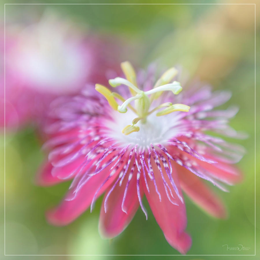 Passion Flower Square Photograph by Teresa Wilson