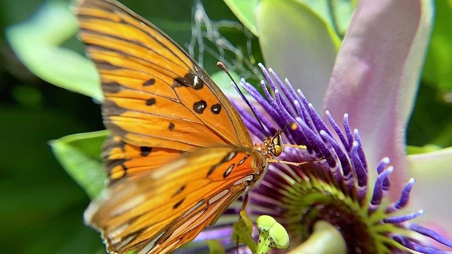 Passion Flower Trellis No. 4 Photograph by Jane Skvarka - Fine Art America