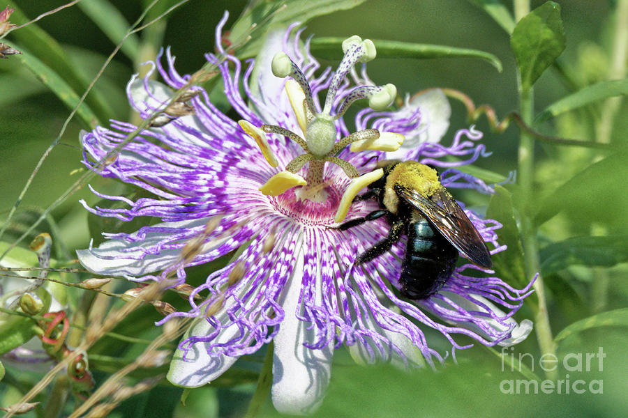 Passion Flower With Bee Photograph by Paul Mashburn