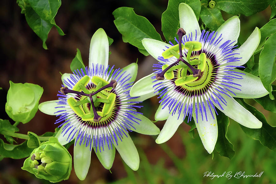 Passion Flowers 09921 Digital Art by Kevin Chippindall