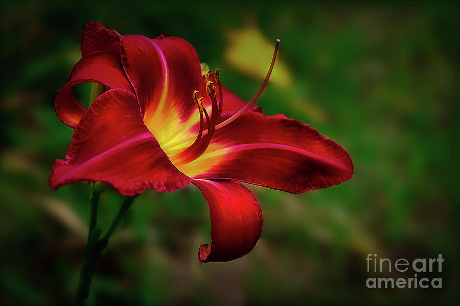 Passion for Red Daylily Photograph by Shelia Hunt