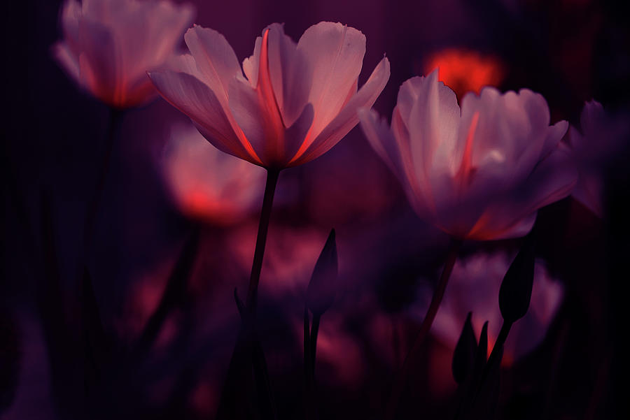 Passion for Tulips Photograph by Jenny Rainbow