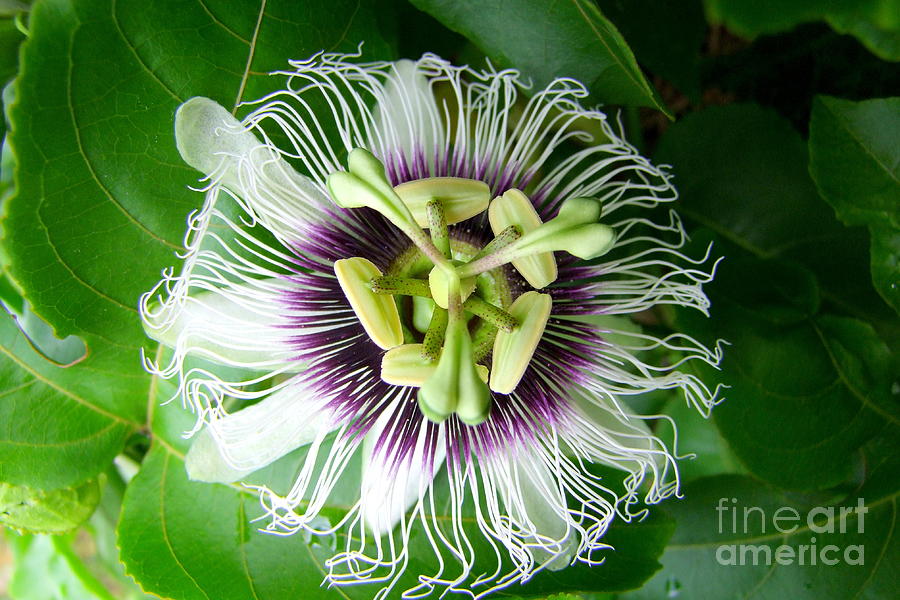 Passion Fruit Flower - 2 Photograph by Mary Deal