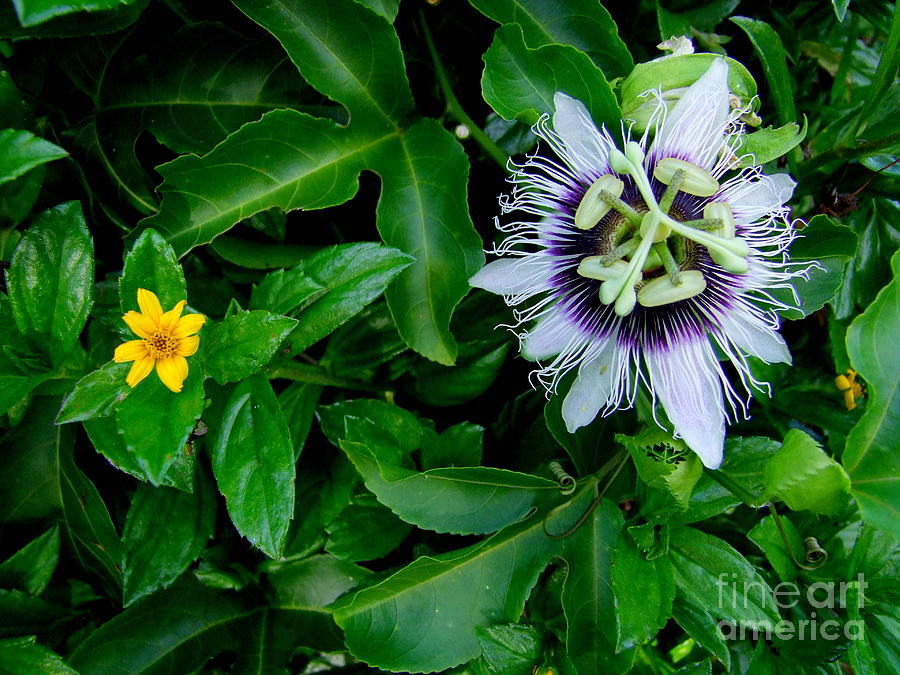 Passion Fruit Flower - 3 Photograph by Mary Deal