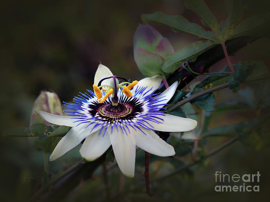 Passion Fruit Flower Photograph by Elaine Teague