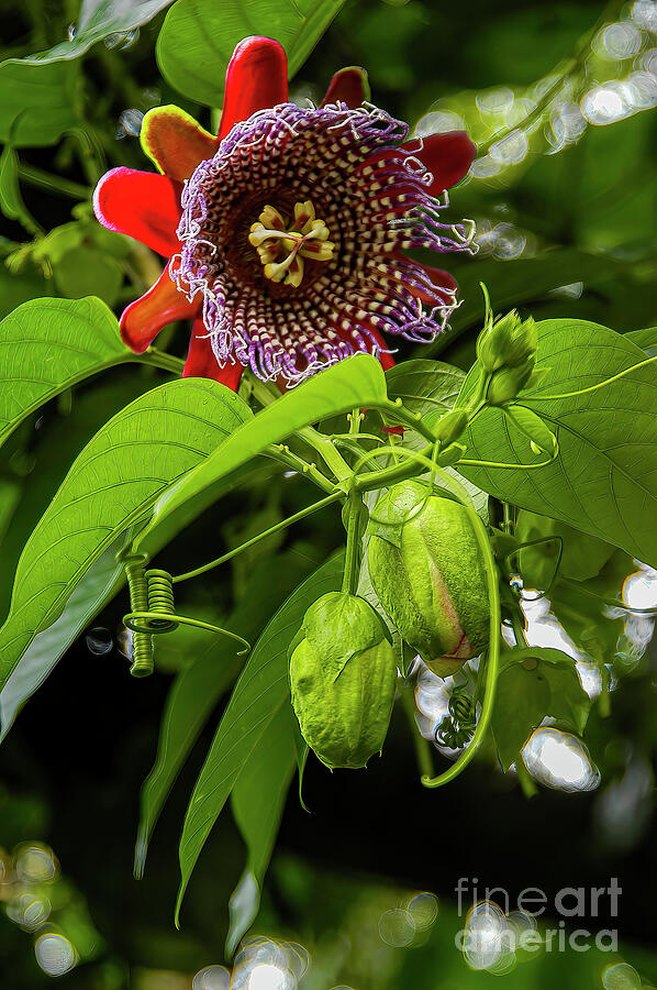 Passion Fruit Flower in Else Kientzler Botanical Garden Photograph by Bob Phillips