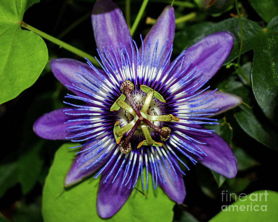 Passion Photograph by Lisa King - Fine Art America