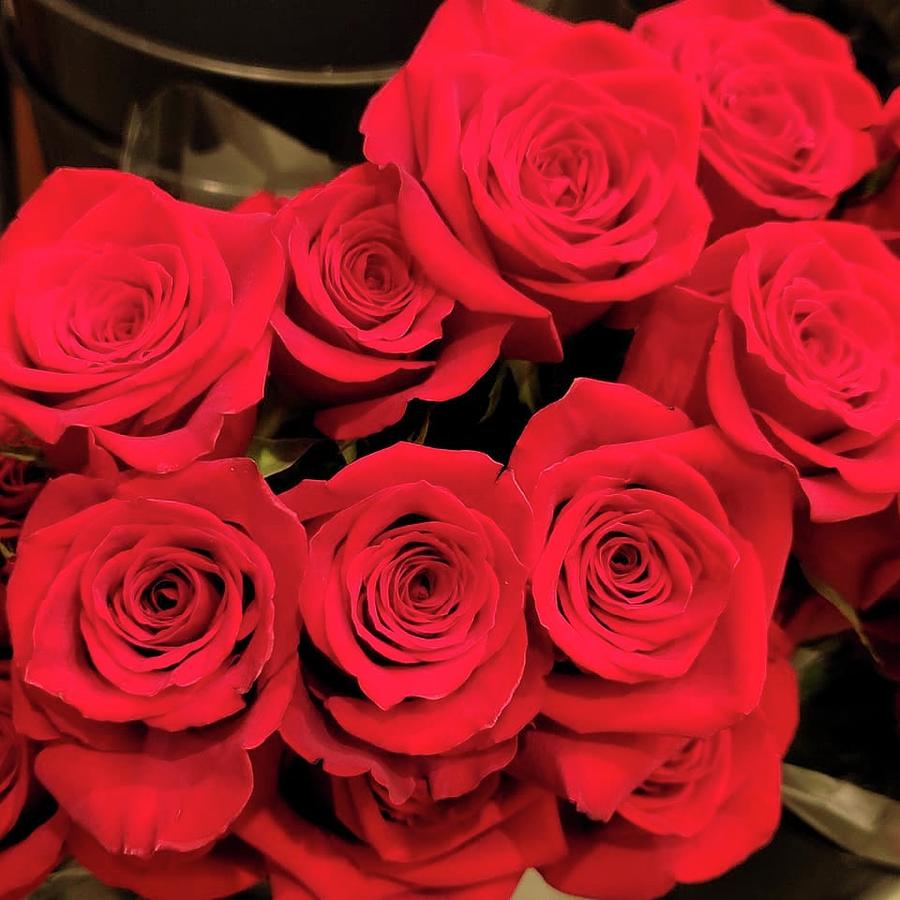 Passion Red Roses Photograph by Charlotte Gray - Fine Art America