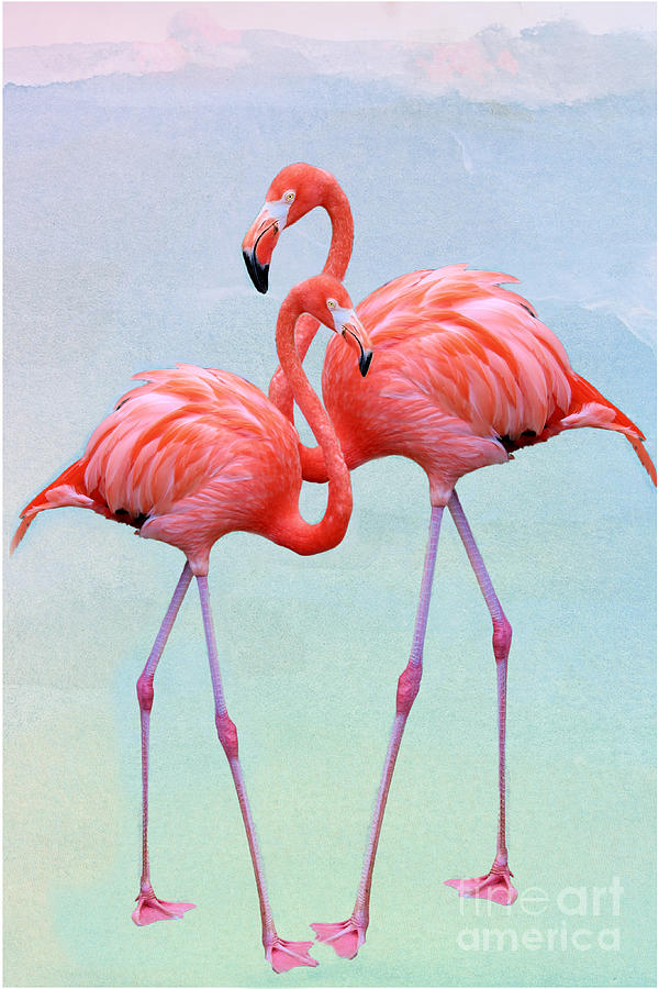 Passionate About Flamingos Photograph