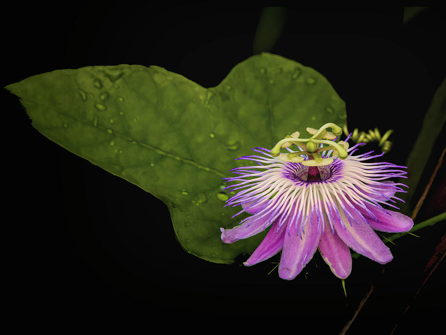 Passionflower and Leaf Photograph by Don Durfee