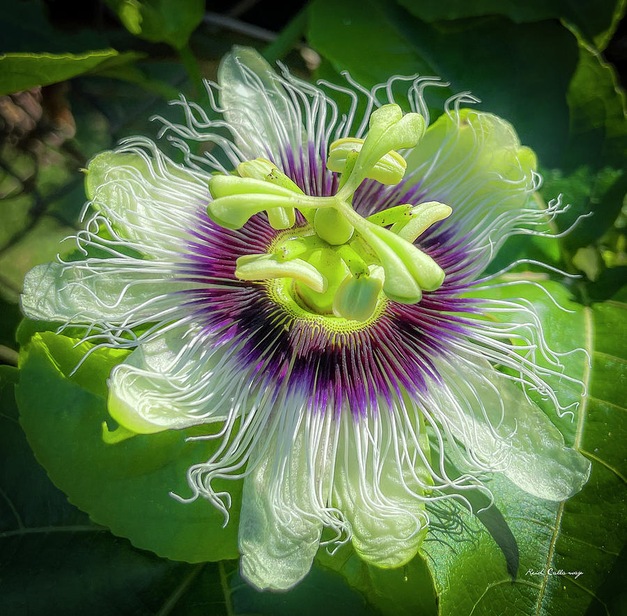 Passionflower Bee Magnet Wild Flower Garden Art Photograph by Reid Callaway