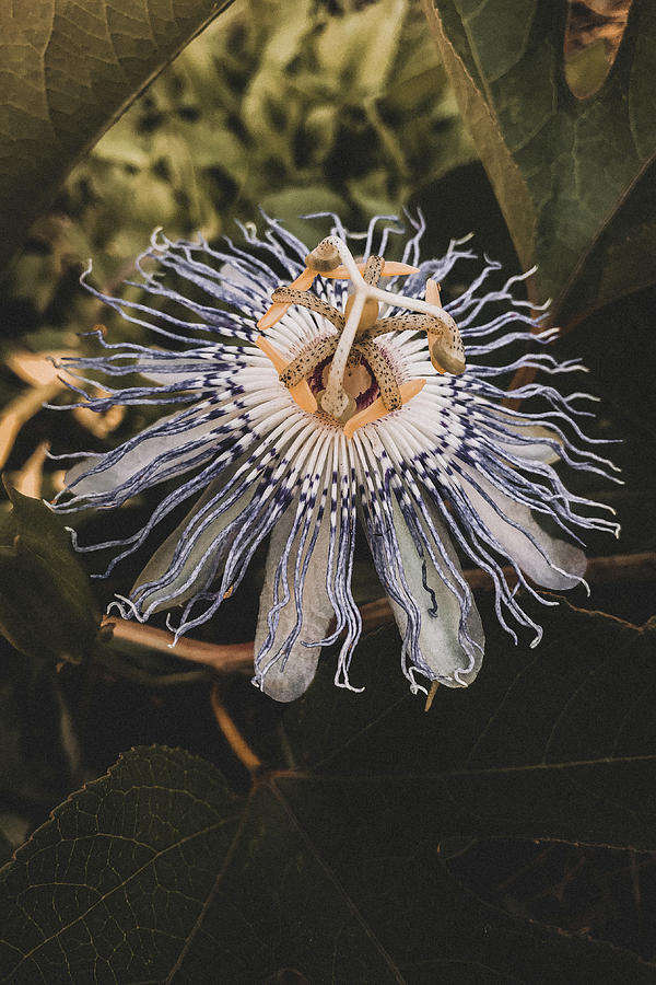 Passionflower Photograph by Hannah Vega - Pixels